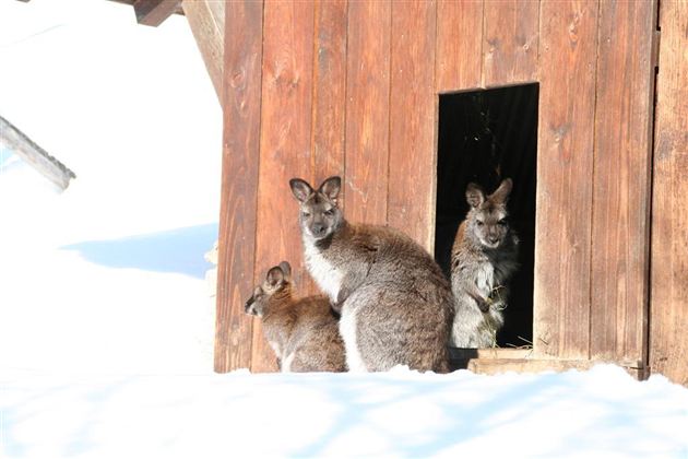 Wildpark Aurach 10