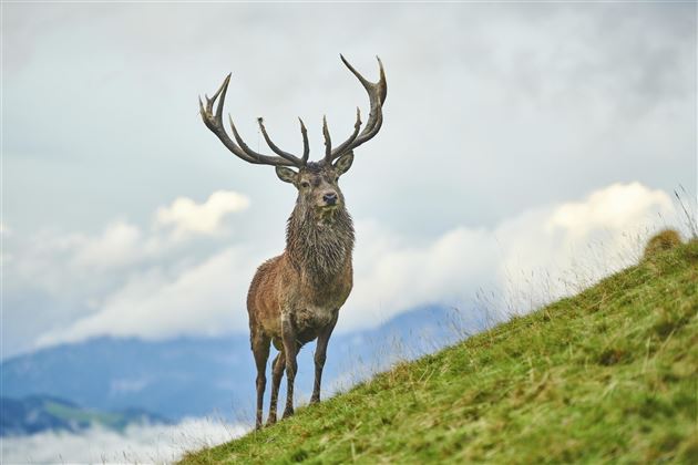 Wildpark Aurach 2
