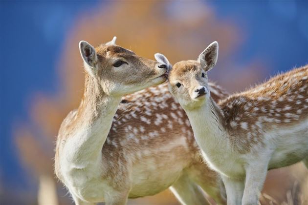 Wildpark Aurach 5