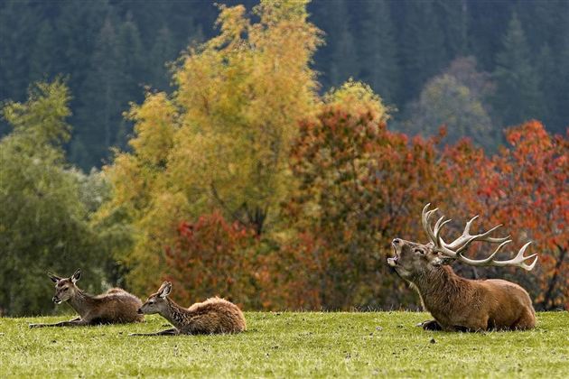 Wildpark Aurach 5