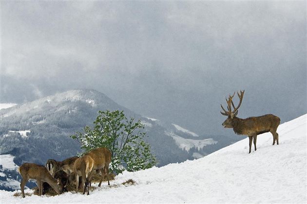 Wildpark Aurach 8