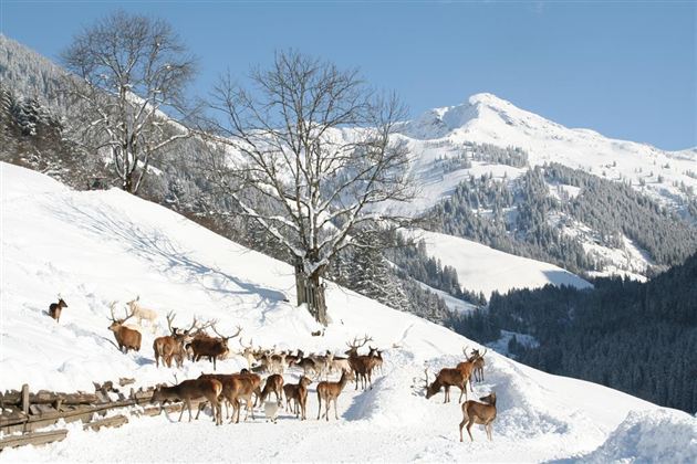 Wildpark Aurach 9