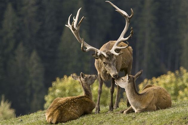 Wildpark Aurach