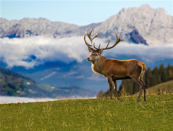Wildpark Aurrach 11