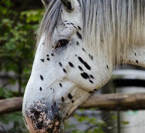 Een grijs paard met zwarte vlekken staat nabij een houten hek. Het heeft een prachtige manen en lijkt alert te zijn.