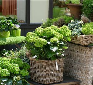 Een mooie bloemenstand met verschillende potplanten en groene hortensia's. De planten zijn gerangschikt in manden van wilgen en creëren een frisse sfeer.