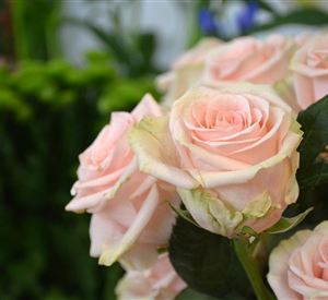 Blumengeschäft Die Rose Kufstein Blume