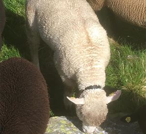 Everything about lamb | Manuel Hochfilzer