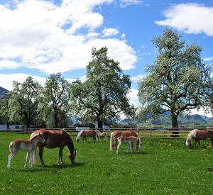 Fohlenhof Ebbs Stuten mit Fohlen