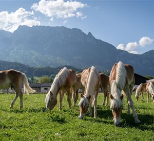 Eine Gruppe von Pferden weidet auf grünem Gras. Im Hintergrund sind beeindruckende Berge und ein blauer Himmel zu sehen.