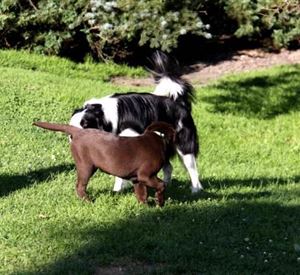 Zwei Hunde spielen auf einer grünen Wiese. Der schwarze Hund schnüffelt an dem braunen Hund.