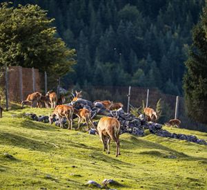 Eine Gruppe von Rehen grast auf einer grünen Wiese. Im Hintergrund sind Bäume und ein eingezäuntes Gebiet zu sehen.