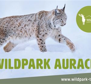 Ein Luchs läuft durch den Schnee im Wildpark Aurach. Die Landschaft ist winterlich und die Umgebung wirkt ruhig und natürlich.