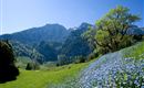 Aschinger Alm Ebbs Umgebung