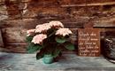 Au Hochalm Blume