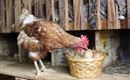 Au Hochalm Huhn
