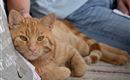 Au Hochalm Katze