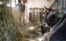 Bauer im Stall Bauernhof Tschamernik Kaisertal
