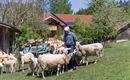 Bauernhof Oberhimberg Schwoich Schafe Bauer