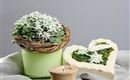 Blumen_4