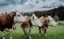 die Tiere