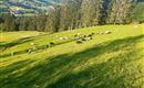 Ellmau_Hochfilzer_Wilder Kaiser (2)