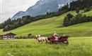 Ellmau_Kutschenfahrt Sommer 3_Wilder Kaiser