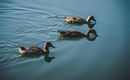 Enten