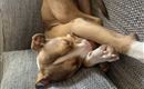 A resting dog is comfortably lying on a sofa. He has brown fur and is sleeping relaxed.