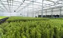 Gartenbau Strillinger Kufstein Kräuter Ansicht