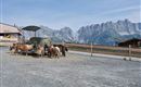 A group of ponies is standing in a spacious area and eating hay. In the background, impressive mountains and a clear blue sky are visible.