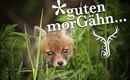 GutenMorgen-Fuchs