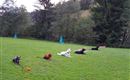 Hunde 1 @Region Hohe Salve -Christina Aufschnaiter