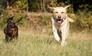Hunde (c) Pixabay