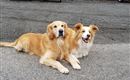 Hunde @Region Hohe Salve - Christina Aufschnaiter