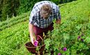im Garten