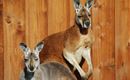 Kangaroos