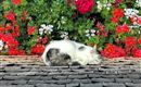 A cat is lying on a roof made of wooden shingles. In the background, colorful flowers are blooming.