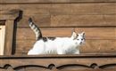 Katze