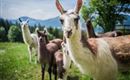 Lama_Familie