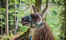 Lamas_1