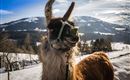 Ein neugieriges Lama steht im Schnee mit einer malerischen Berglandschaft im Hintergrund. Der Himmel ist klar und die Sonne scheint.