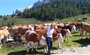 Obere Steinbergalm Kufstein Kühe Sommer