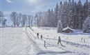 A wintry ski slope with snow and fir trees. Some skiers are enjoying the slope under a sunny sky.
