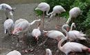 A group of flamingos stands on dry ground and engages in foraging. The birds have predominantly light pink plumage with long legs and necks.