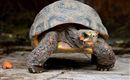 Een schildpad met oranje en grijze patronen op haar schild. Ze beweegt zich langzaam over de grond.