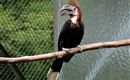 Raritätenzoo Ebbs Vogel