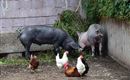 Schwein