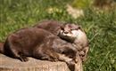 Seeotter