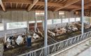 A modern cattle barn with several cows lying quietly. The room has large windows and a wooden ceiling.